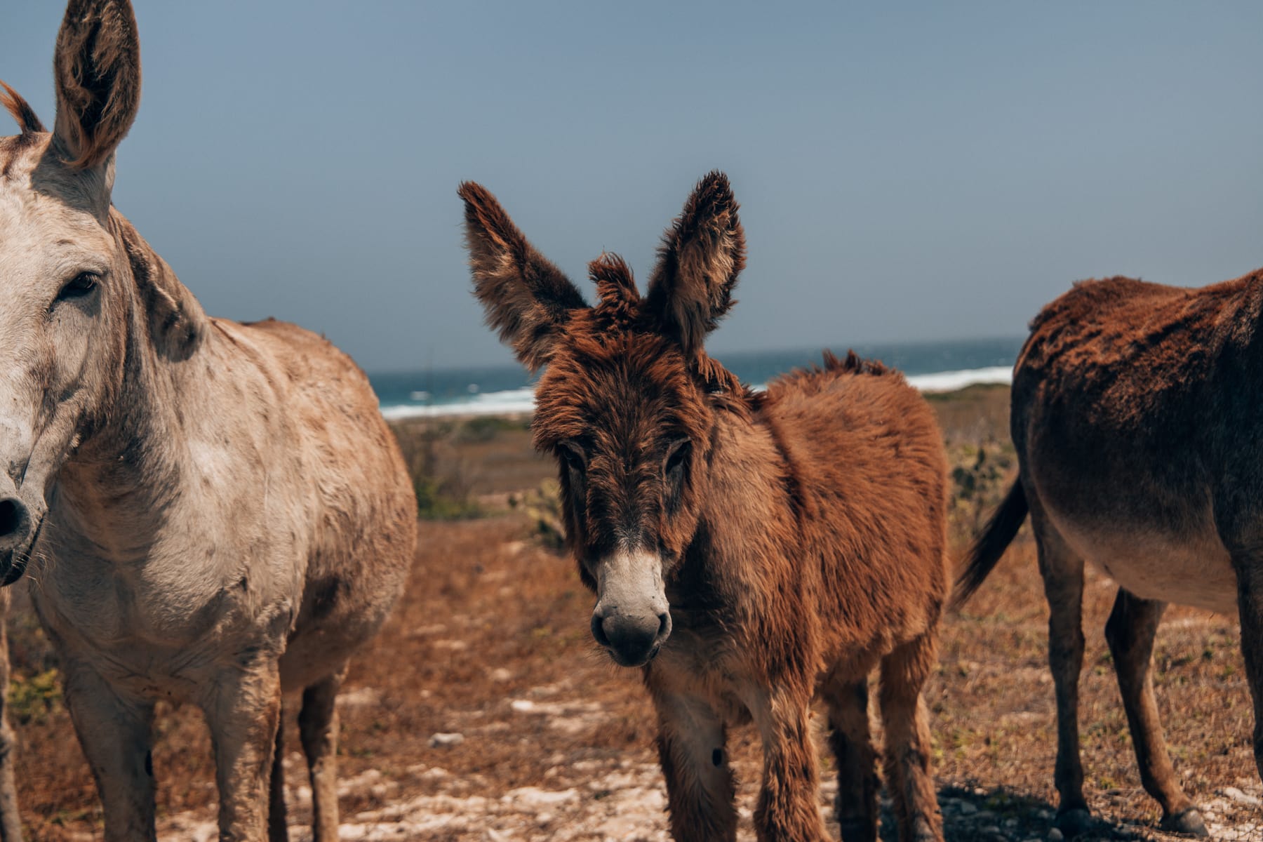 Der wilde Norden von Aruba - Ausflugsziele im Arikok Nationalpark