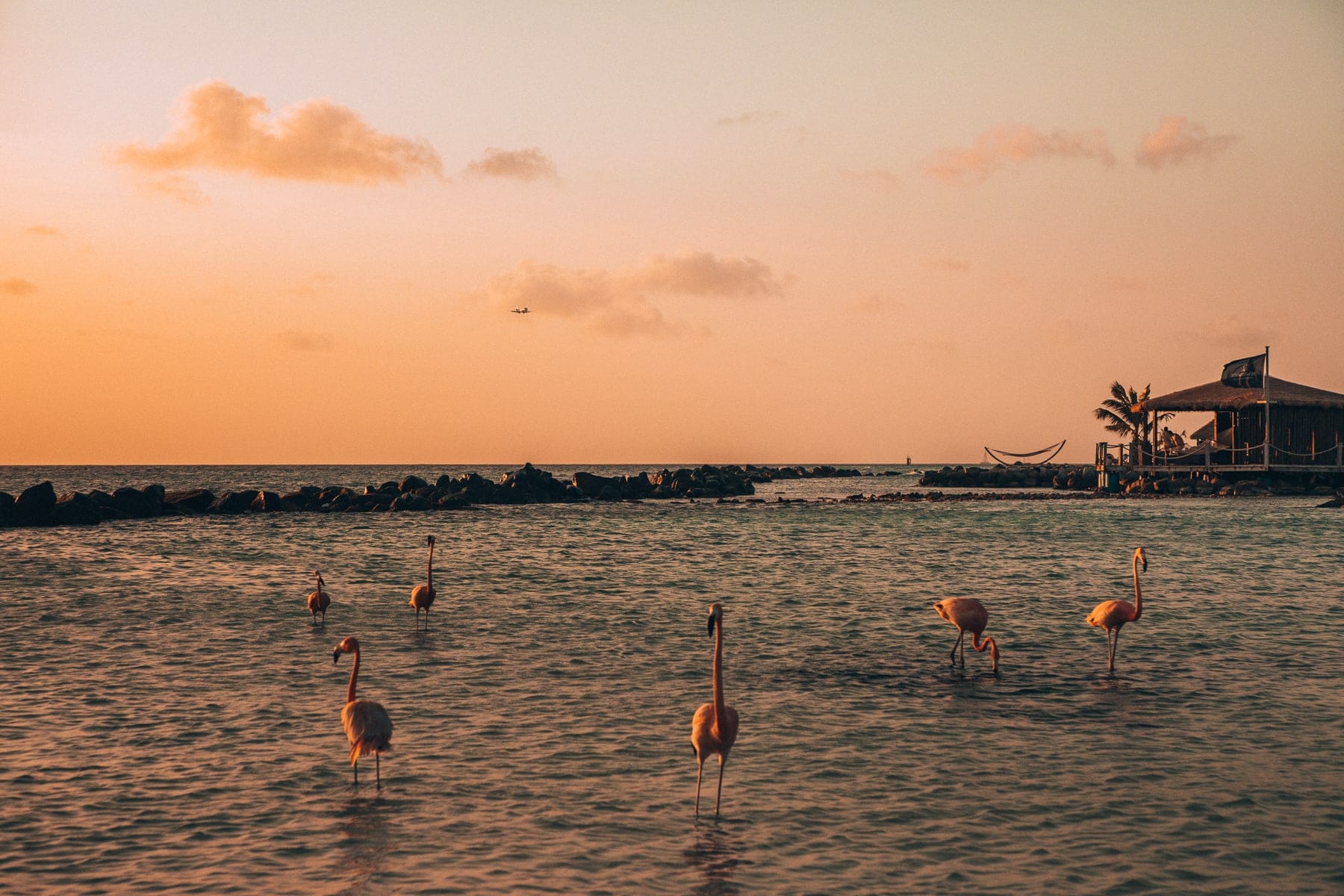 Flamingos am Flamingo Strand auf Aruba