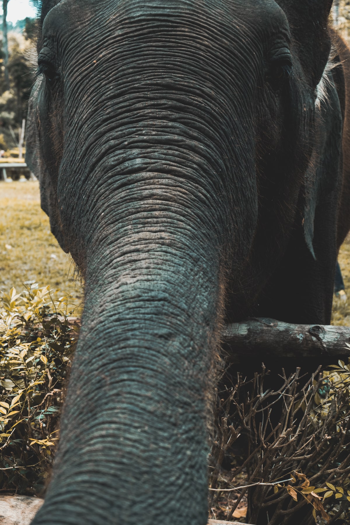 Malaysia Reisetipps - Kuala Gandah National Elephant Conservation Center