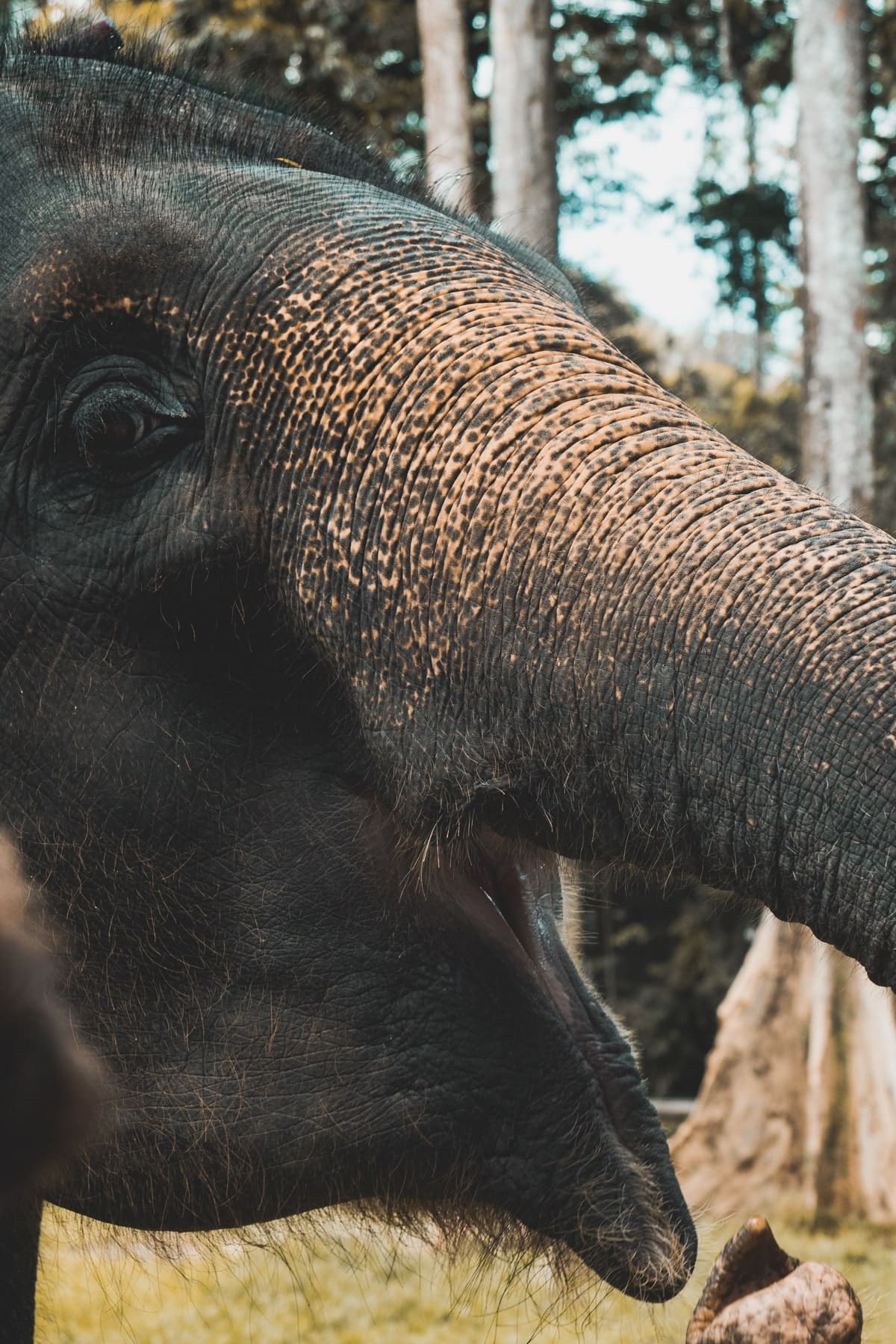 Malaysia Reisetipps - Kuala Gandah National Elephant Conservation Center