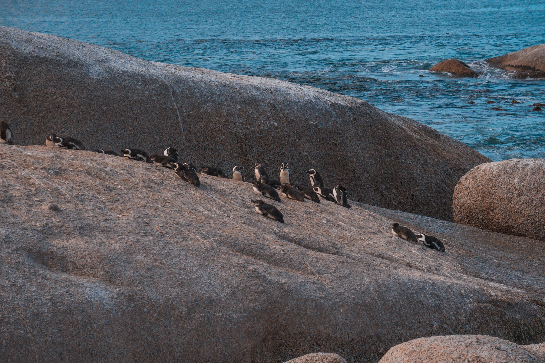 Kapstadt Ausflüge - Pinguine Boulders Beach in Simon's Town
