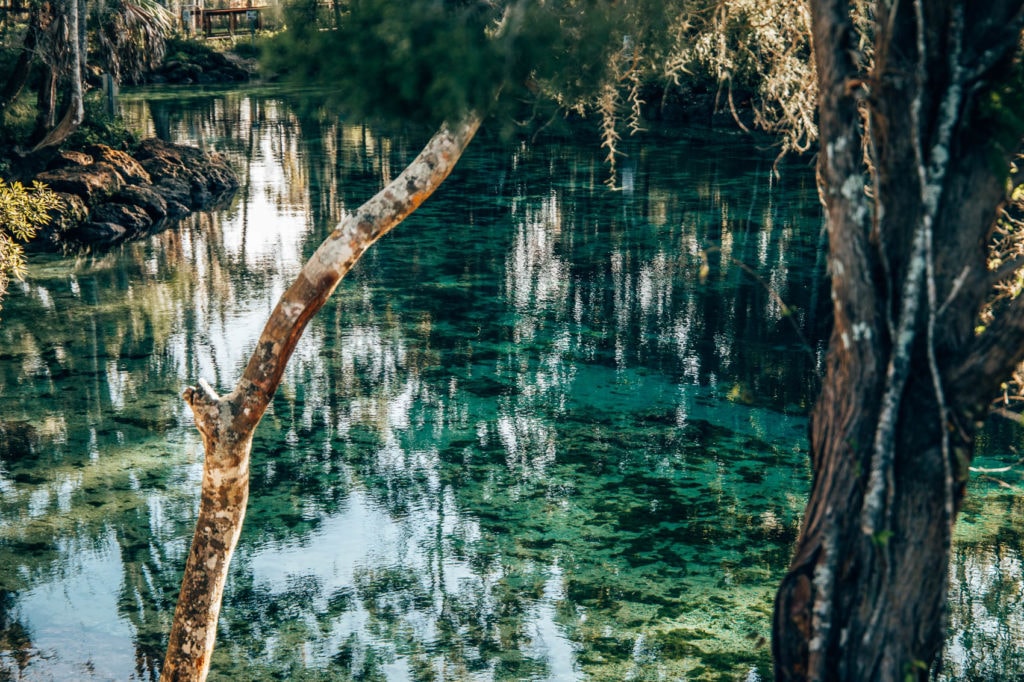 Florida Panhandle Rundreise - Schwimmen mit Manatees in Crystal River